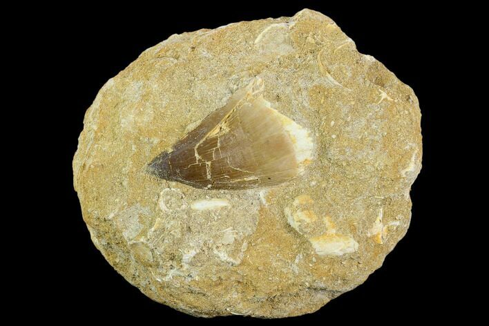 Mosasaur (Prognathodon) Tooth In Rock - Morocco #127688